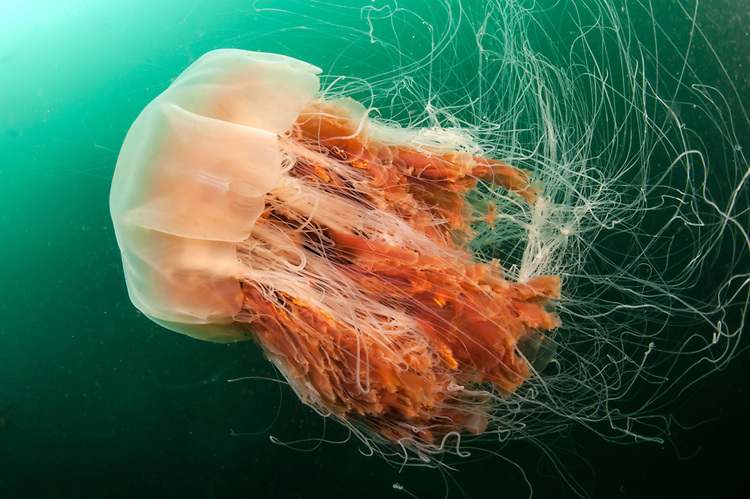 The Lion s Mane Jellyfish Culminating Project By Joris Postmus The Lion s Mane Jellyfish Culminating Project By Joris Postmus