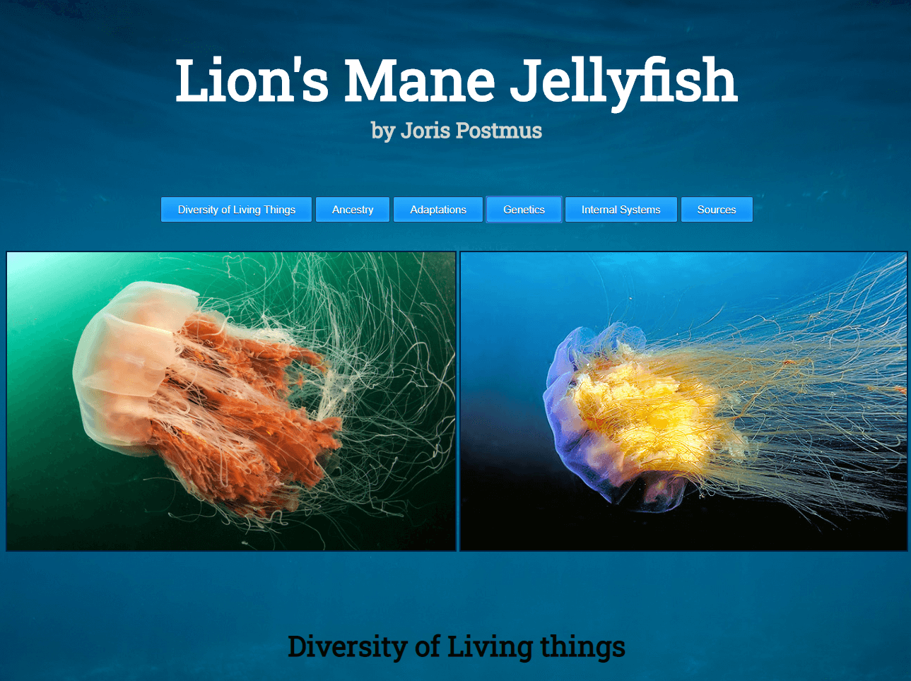 The Lion's Mane Jellyfish